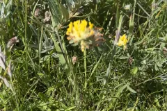 IMG_8151-scaled