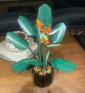 Papageienblume